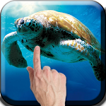 Sea Turtle Live Wallpaper Apk
