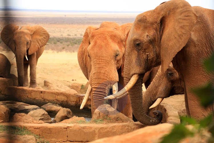 Elephants drink water on February 26