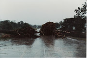 Uprooted trees block the road. Picture: PETER HUGHES