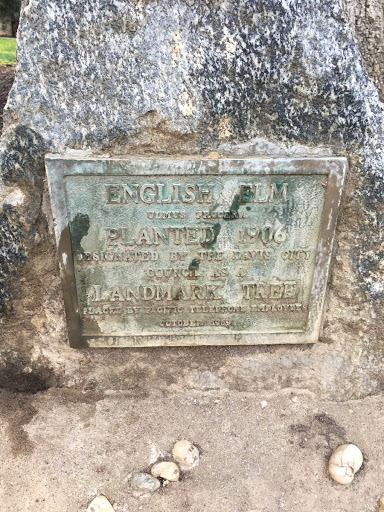 ENGLISH ELMULMUS PROCERA PLANTED 1906 DESIGNATED BY THE DAVIS CITY COUNCIL AS A LANDMARK TREE PLACED BY PACIFIC TELEPHONE EMPLOYEES OCTOBER 1969 Submitted by @jqmcd