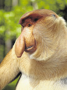 NOSE JOB: A proboscis monkey, which is endangered Picture: MINDEN PICTURES