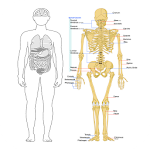 Human Anatomy and Physiology Apk