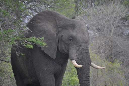 An African elephant in the Kruger National Park. File photo.