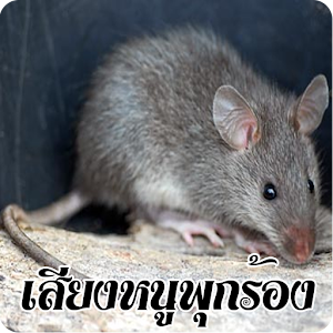 Download เสียงหนูพุกร้อง For PC Windows and Mac