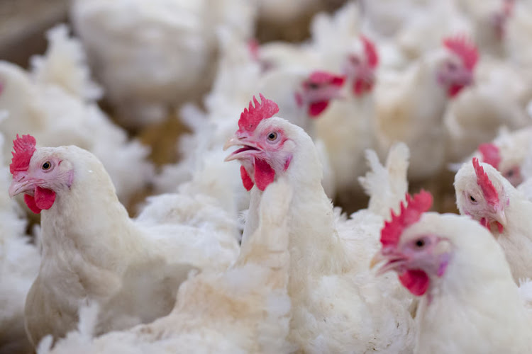 Quantum Foods reported a R35m loss in the year to end-September after the bird flu outbreak decimated its chicken flock and power cuts intensified. Stock photo.