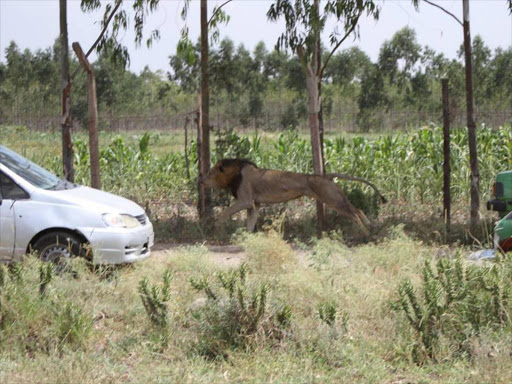 Lion spotted in Isinya shot dead by KWS officers