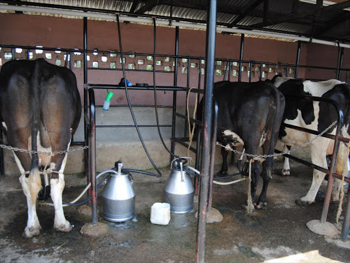 Dairy cows in a shed /FILE