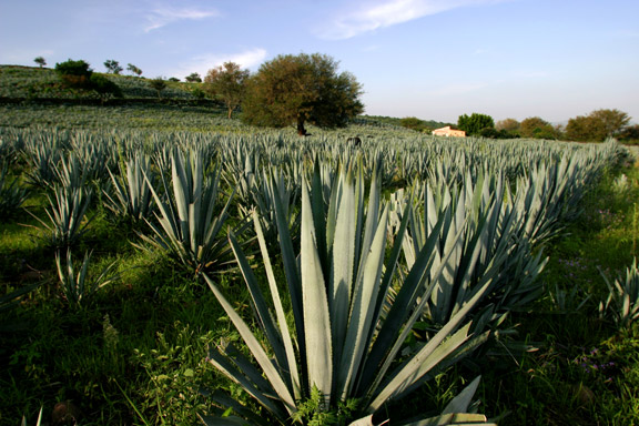 Blue Weber agave on the Patron estate