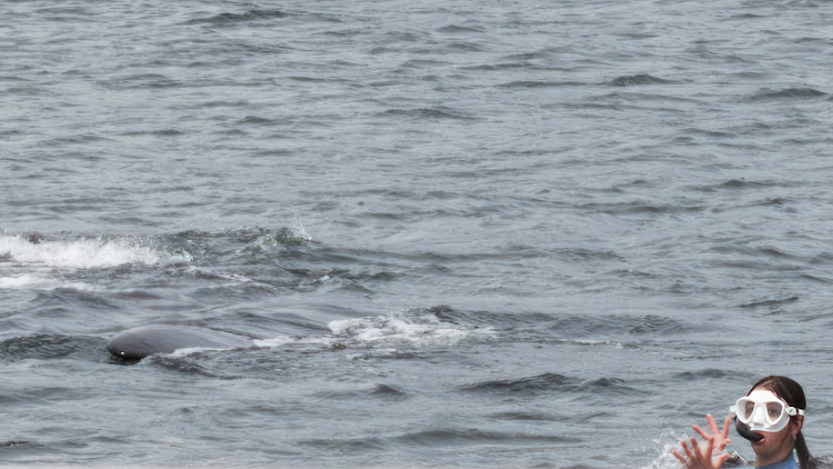 One of three people spotted swimming out to a Southern Right whale and her calf.