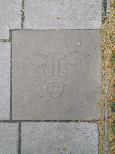 Donkey of Goose Green