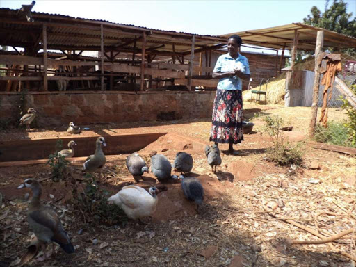 Teresa Macharia attending to assorted types of ornamental birds including turkeys and guinea fowls at the family farm in Nyeri.