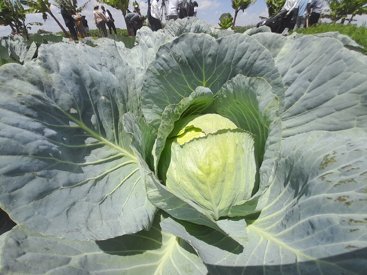 Cabbage at a demo farm in KALRO Seeds in Gatanga, Murang'a County.