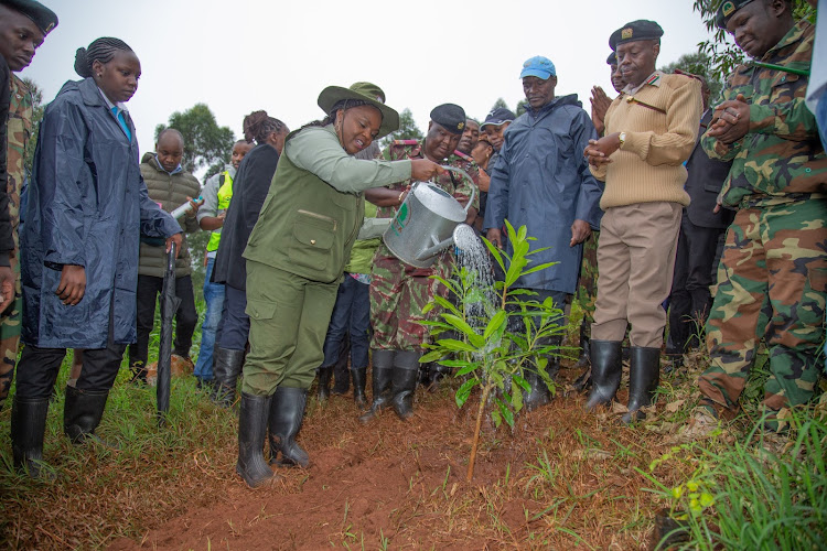 Deputy President Rigathi Gachagua's spouse Pastor Dorcas Gachagua waters a tree near University of Nairobi, Kikuyu Campus, Kihunguro area during the national tree planting day on May 10, 2024.