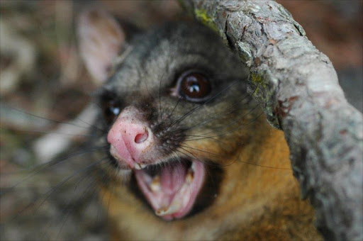 A brush possum in New Zealand