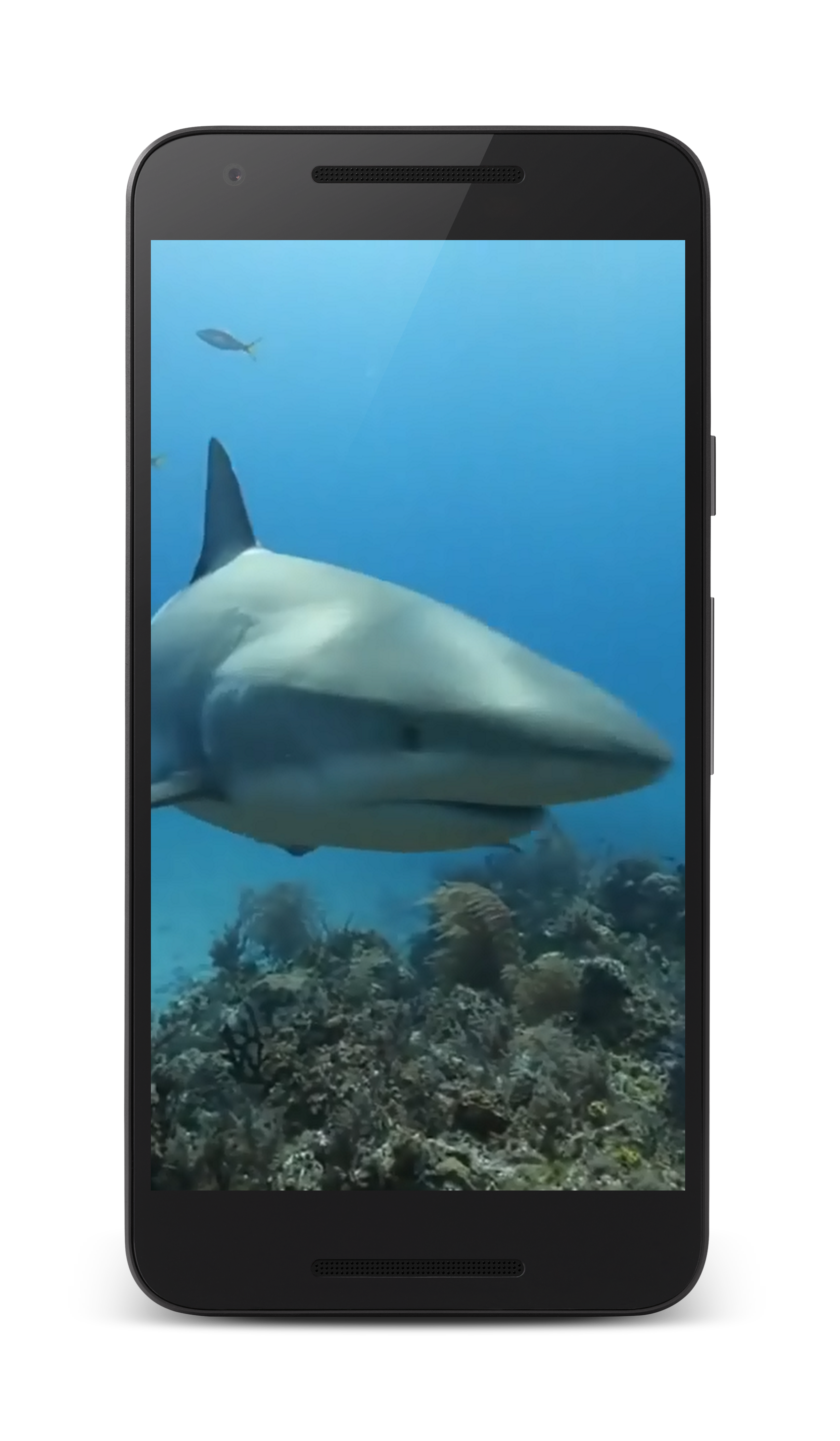 Android application Shark Live Wallaper screenshort