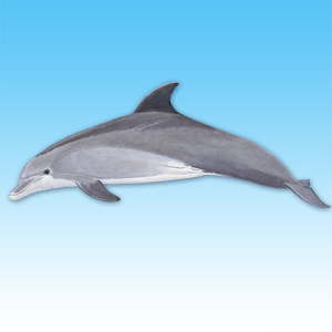 Download Dolphin sounds For PC Windows and Mac