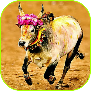 Download New Jallikattu Video 2017 For PC Windows and Mac