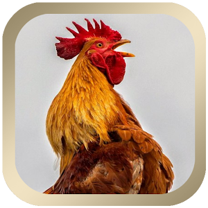 Download Rooster Sounds For PC Windows and Mac