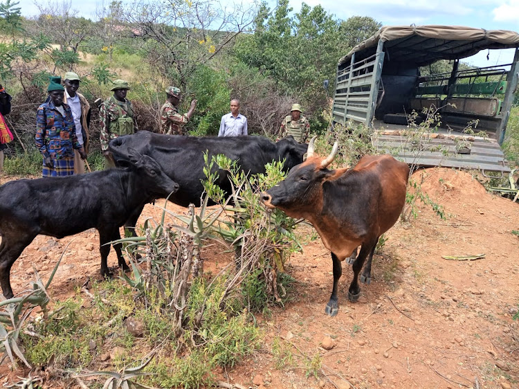 Multi-agency team recover a herd of stolen cattle in Amaya location.