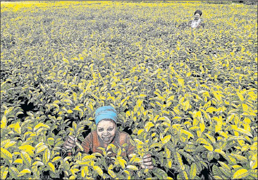 The provincial government is inviting private investors to invest into the Magwa and Majola Tea Estates. Picture: FILE