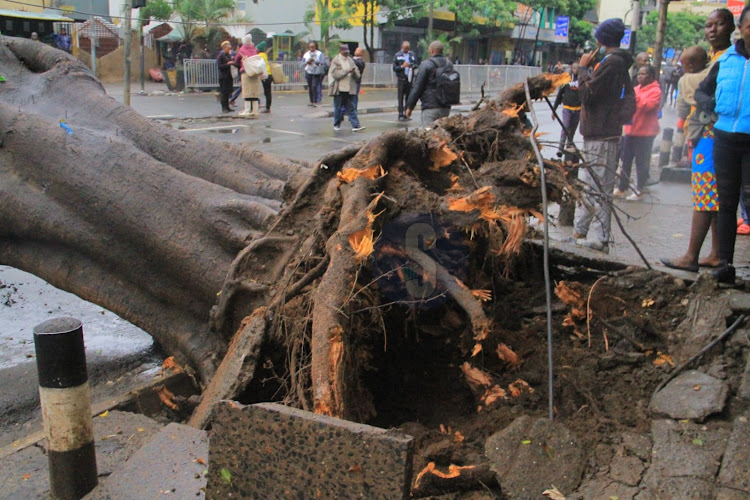 A tree falls along Moi avenue Nairobi CBD due to heavy rains experienced in the county/EZEKIEL AMING'A