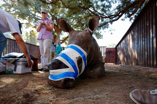 In a medical first, technology used in abdominal surgery in humans, is used on Hope the rhino, whose horn along with the majority of her face were hacked off by poachers last in the Eastern Cape. The surgery is aimed closing the gaping wound and allowing her skin and cells to regrow.
