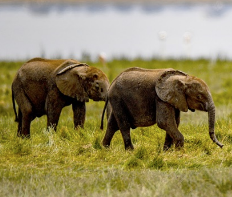 Scotty and Scott, a set of two twins adopted at Amboseli National Park October 9, 2021.