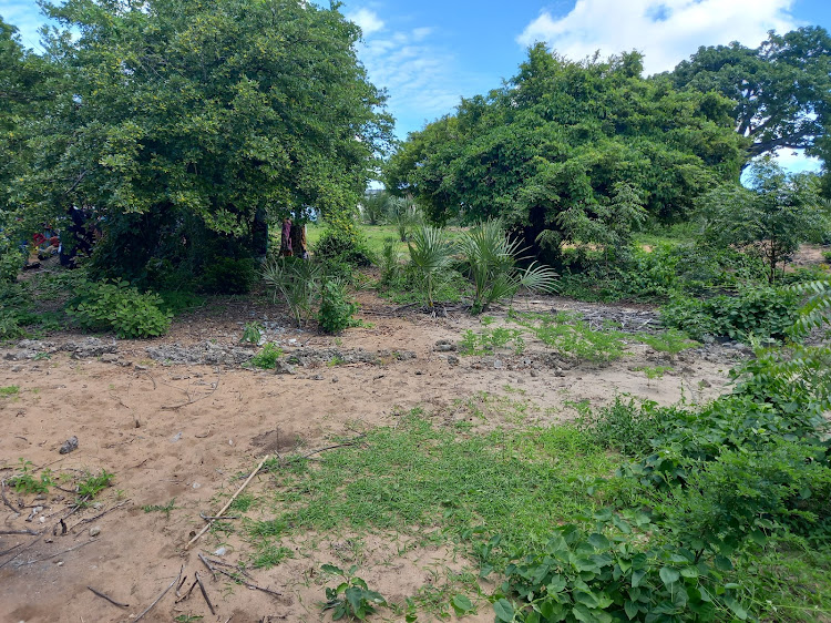 Part of the degraded Kaya Tiwi Forest land in Matuga, Kwale county, on May 4, 2024.