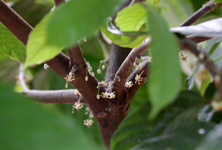 Cherelles (baby pods) on a cocoa tree in a plantation in Soubre, Ivory Coast, in July. (File photo)