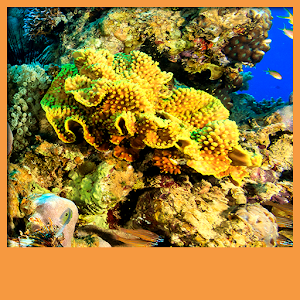 Download Coral Reef Live Wallpapers For PC Windows and Mac