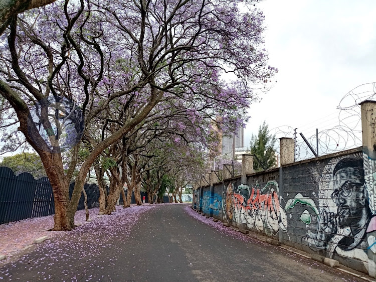 Jacaranda trees which bloom only twice a year paint a pathway with their purple flowers at Nairobi Railway Museum on November 2, 2022. The Museum features murals and offers key artefacts and preservation of Kenya's historical railway narrative with blooming season proving ideal photography scenes.
