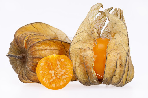 The fossil bears a strong resemblance to the Cape gooseberry.