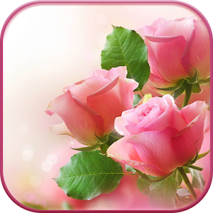Download HD Pink Roses Live Wallpaper For PC Windows and Mac