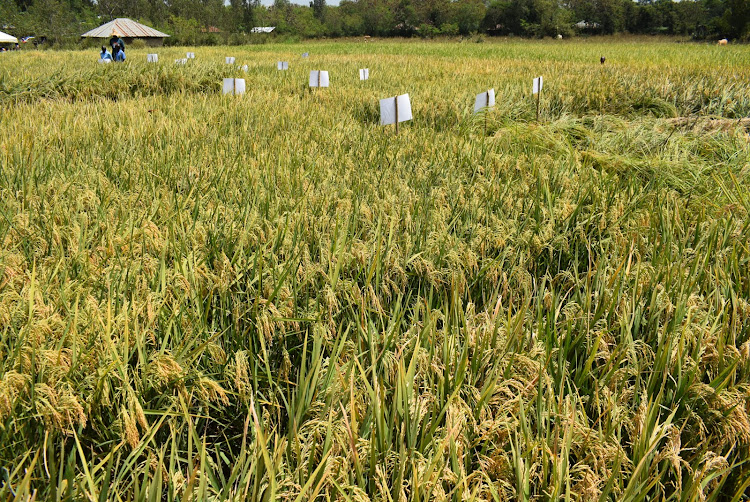 A section of rice farm in Nyarut area in Kochia, Rangwe constituency on February 7,2024
