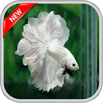 400++ Betta Fish Apk