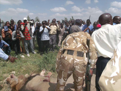 KWS rangers and the public view Mohawk the lion after it was shot nine times by a ranger in Isinya town on March 30 / REUTERS