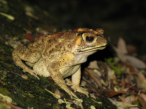 Asian Common Toad. File picture.