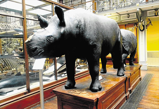 RHINO RAID: The National Museum of Ireland has dehorned the rhinos it has on exhibit to prevent more thefts. Four stuffed rhino heads were stolen from its storerooms in April.