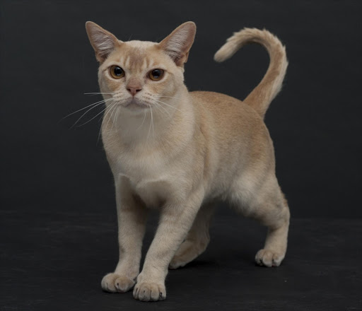 Burmese Pearl Squeaky has been crowned Cat of the Year 2015.