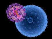 HIV infecting a cell (blue). File illustration.