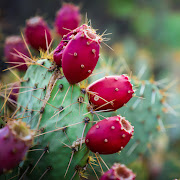 Prickly Pear Seed Oil is fast becoming a leading oil when it comes to skin care.