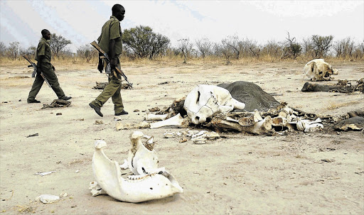 NO MERCY: The remains of an elephant that died from cyanide poisoning after visiting a sand-lick in the Hwange National Park Picture: