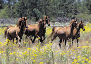 NAGGING PROBLEM: Some of the wild horses at Boschendal, which has gone to great lengths to remove them Picture: ESA ALEXANDER