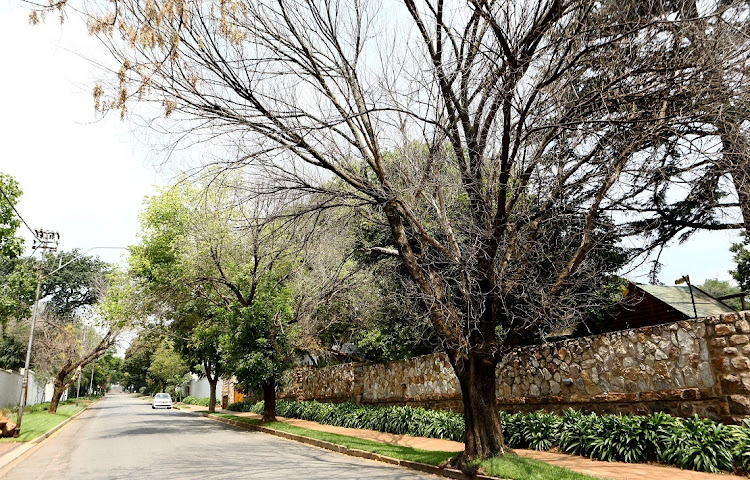An elder tree killed by the polyphagous shot hole borer beetle. It is one of five dead trees in a single street in Johannesburg.