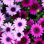 Flowers Live Wallpapers Apk