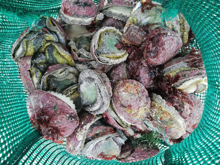 Some of the abalone allegedly poached off Robben Island on December 26 2019, by a diver who then swam to Clifton, according to the City of Cape Town.