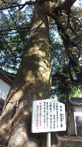 藤山神社御神木 招霊の木