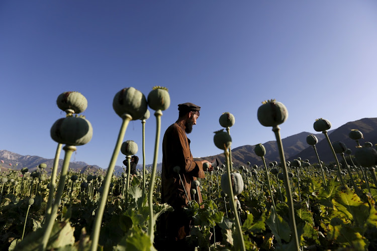 An Afghan man works in a poppy field in Nangarhar province, Afghanistan. Picture: REUTERS