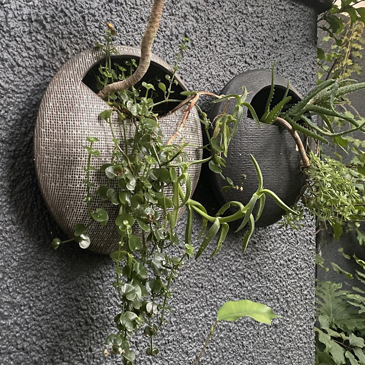 Franke wall planters are some of the gorgeous buys you'll find at the SA Home Owner Online Shop.