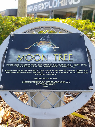 MOON TREE THIS SYCAMORE WAS GROWN FROM A SEED CARRIED ON THE APOLLO XIV MOON MISSION BY THE ASTRONAUT STUART ROOSA AND GERMINATED BY THE U.S. FOREST SERVICE. FORESTS GREETED THE FIRST EXPLORERS TO...